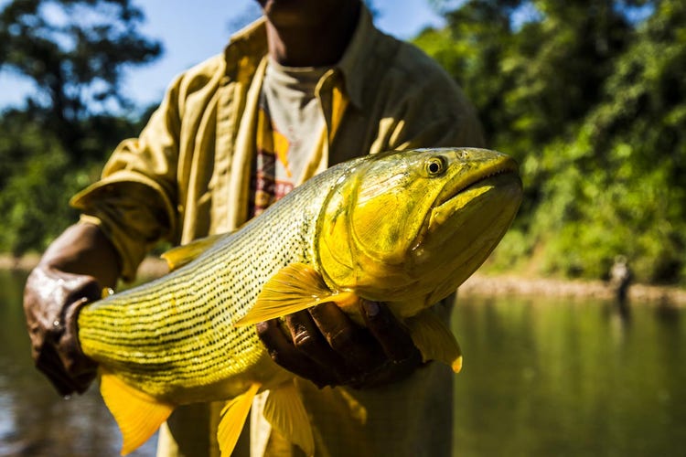 Golden dorado caught on a fly-fishing expedition — Patagonian rivers hold fish that rarely see a line, and the evenings after a long day
